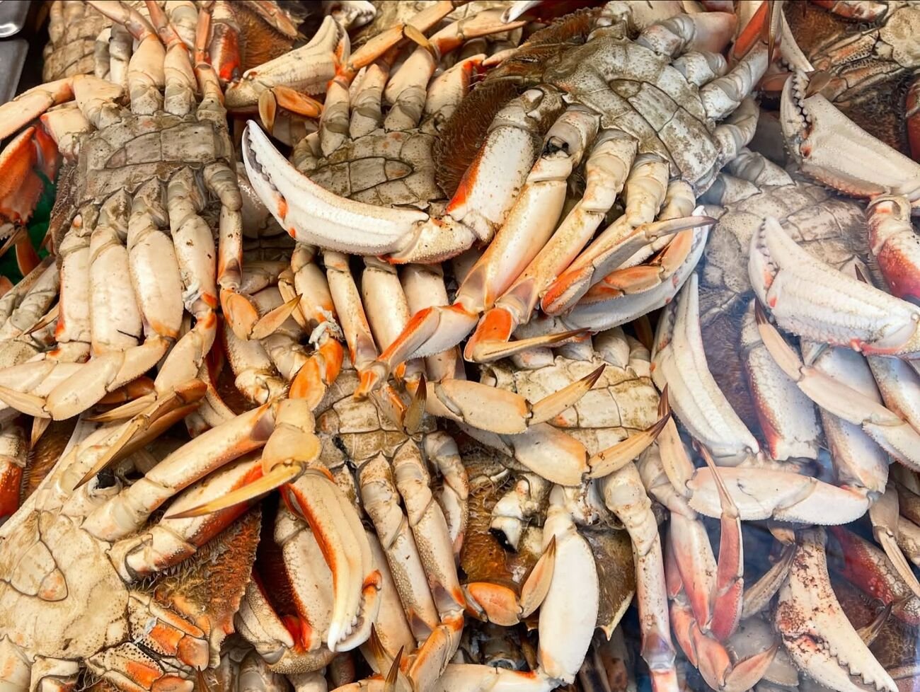 A heaping pile of fresh Dungeness crab at the Sea Harvest counter